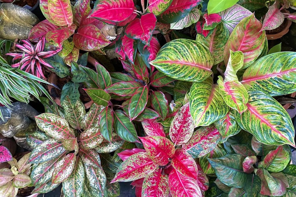 aglaonema-chinese