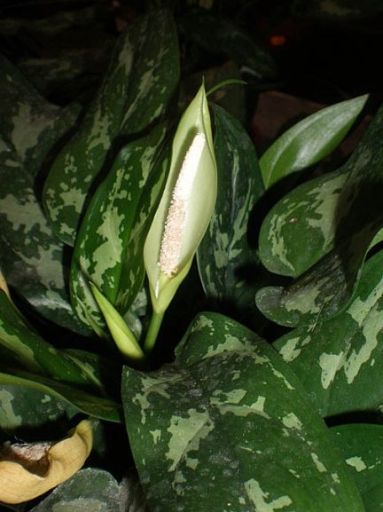 aglaonema_flor2