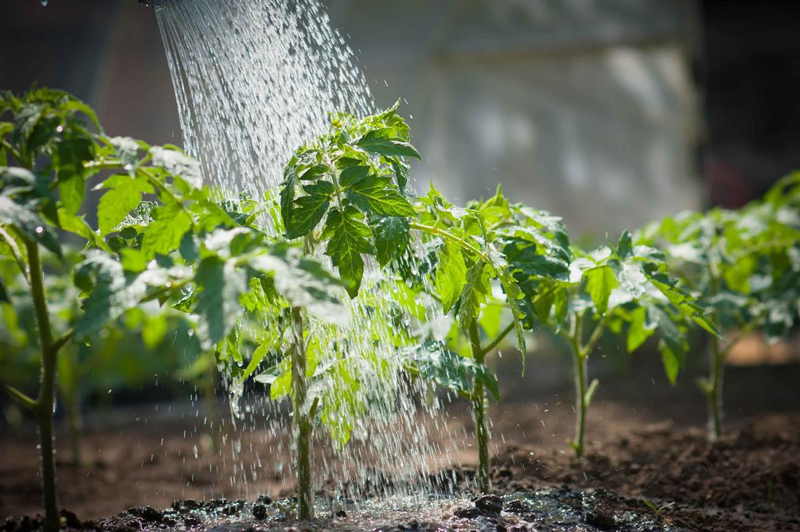 agua-plantas