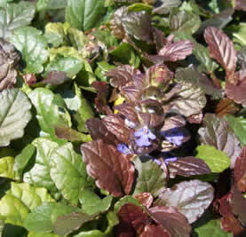 ajuga-reptans