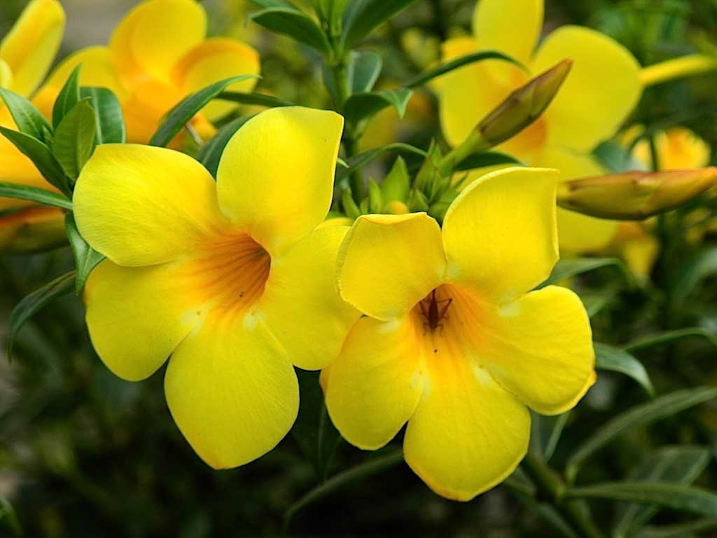 alamanda-amarela