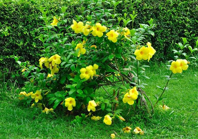 alamanda arbustiva