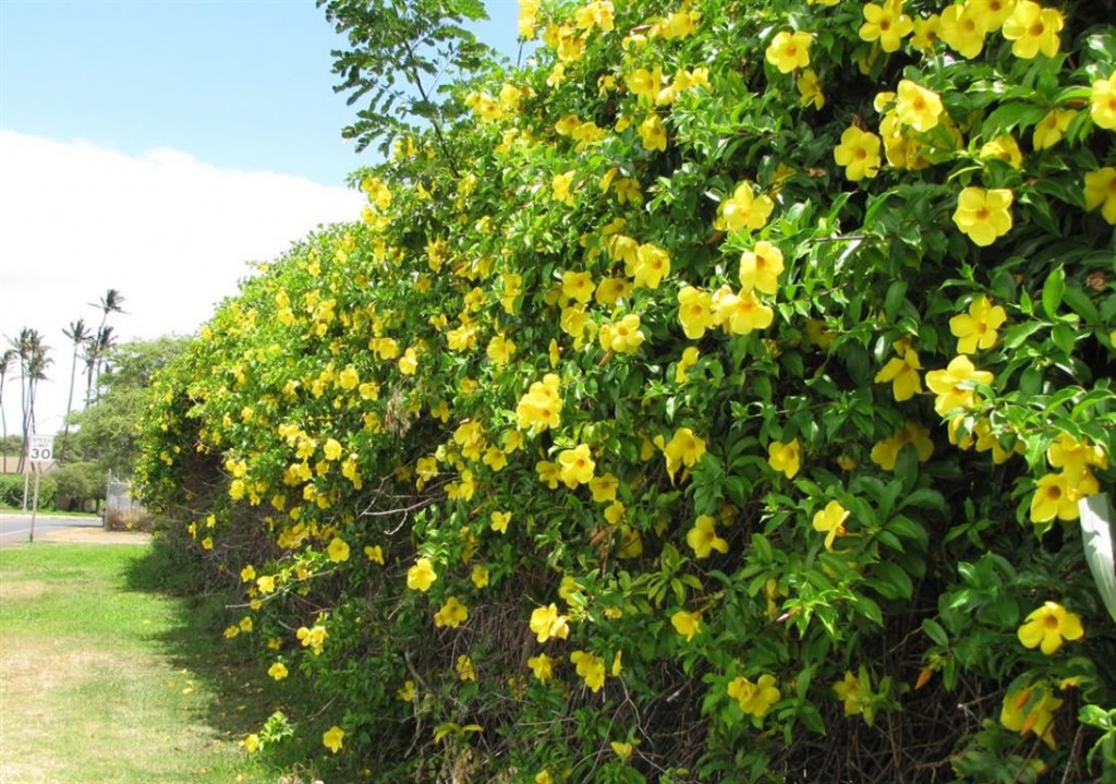 alamanda trepadeira 