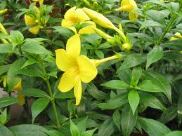 alamanda