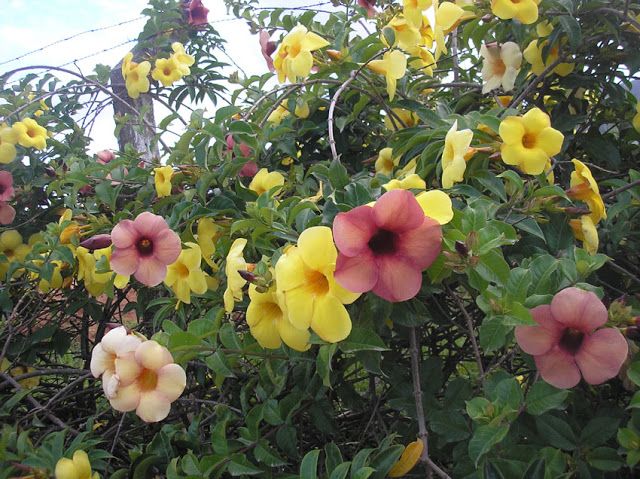 alamanda