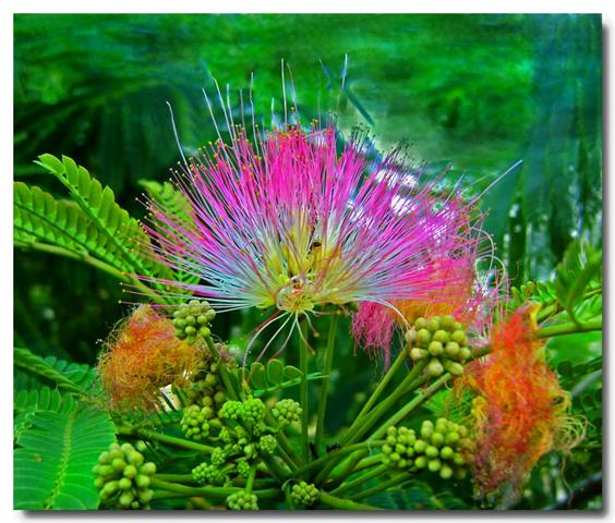 albizia_julibrissin (Small)