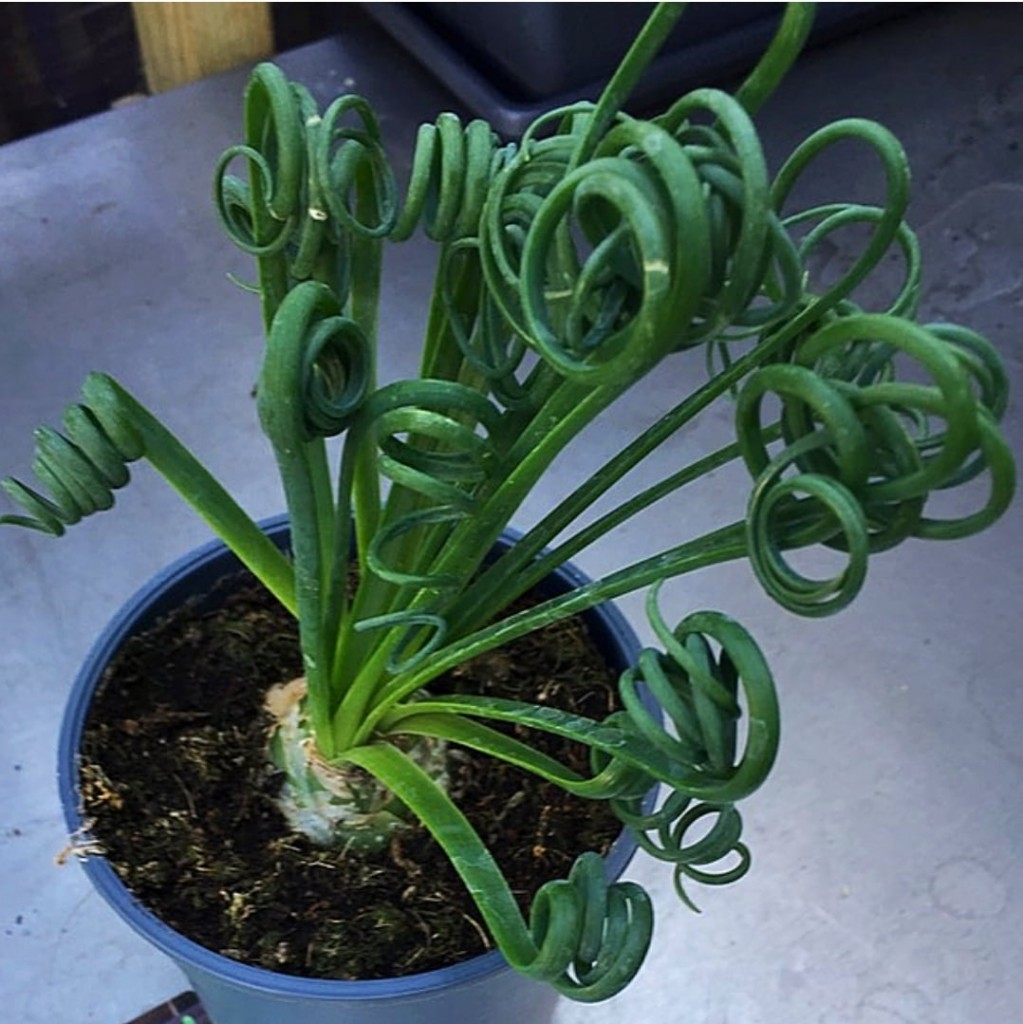 albuca-spiralis