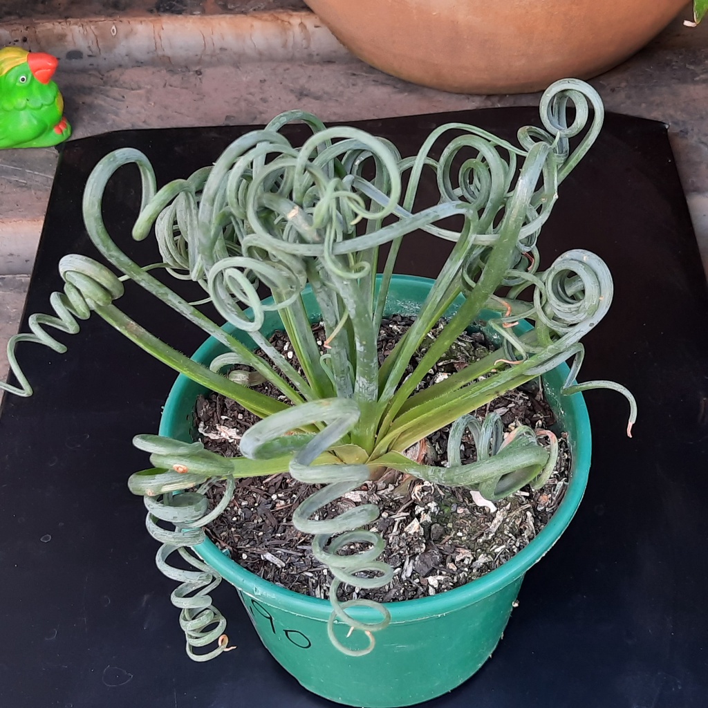 albuca spiralis4