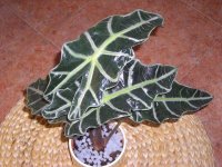 alocasia-amazonica