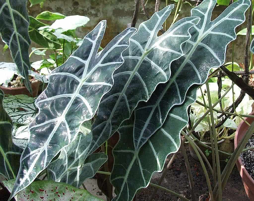 alocasia-amazonica