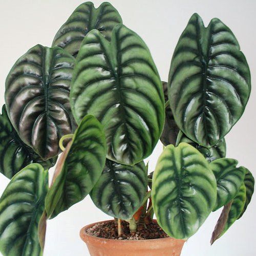 alocasia-cuprea