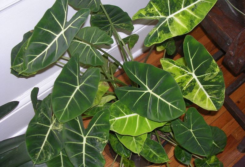 alocasia11