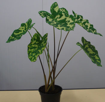 alocasia350