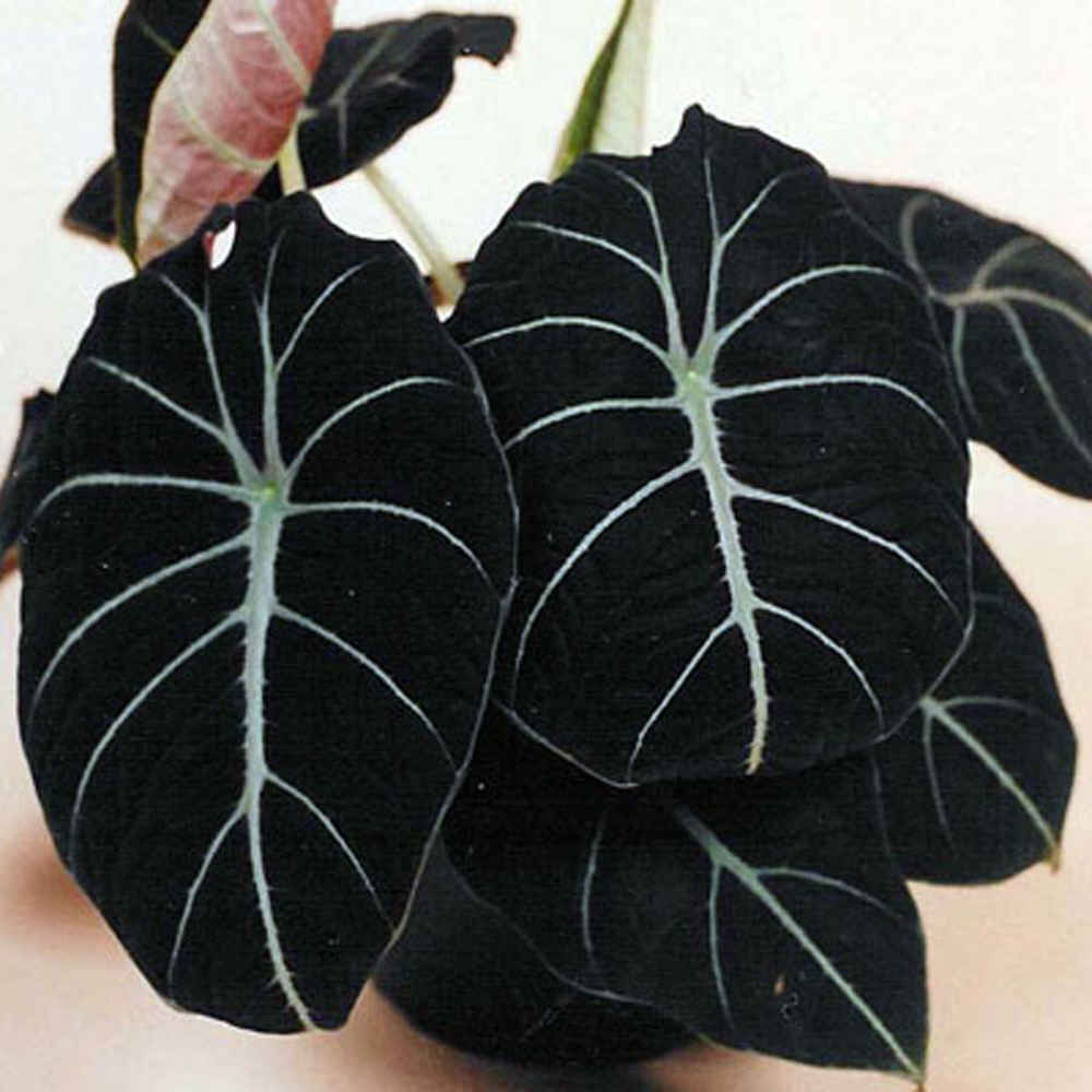 alocasia_black_velvet