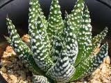 aloe-distans (2)