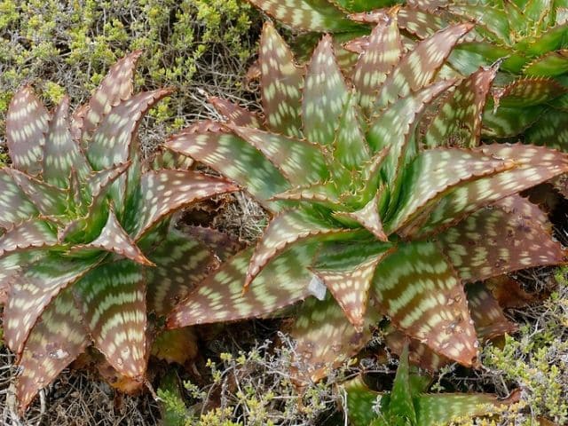 aloe maculata