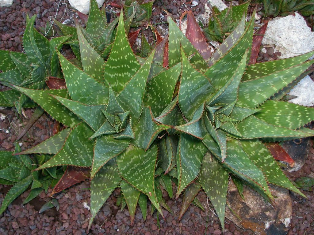 aloe maculata