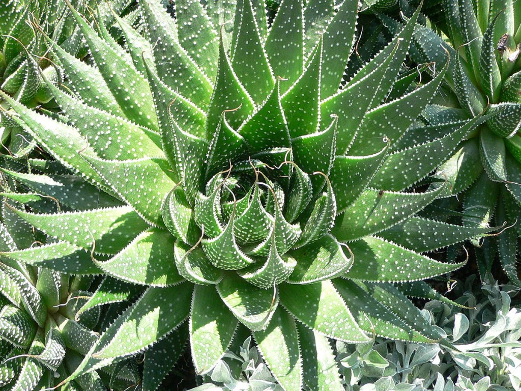 aloe