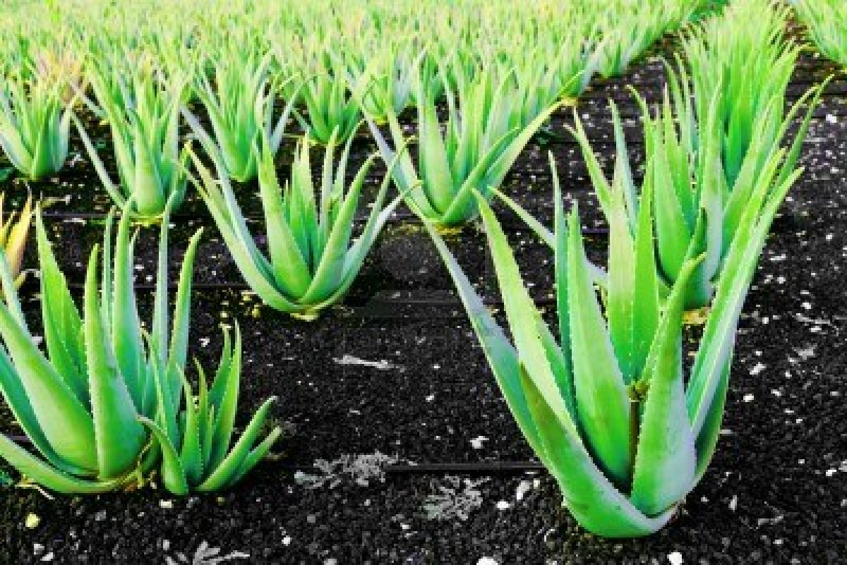 aloe-vera-a-s