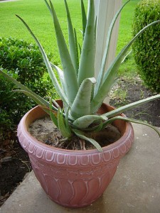 aloe-vera-in-vaso