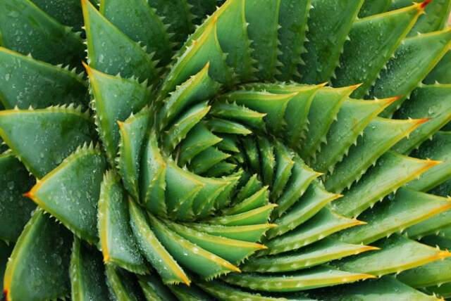 aloe-vera