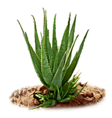 aloe-vera