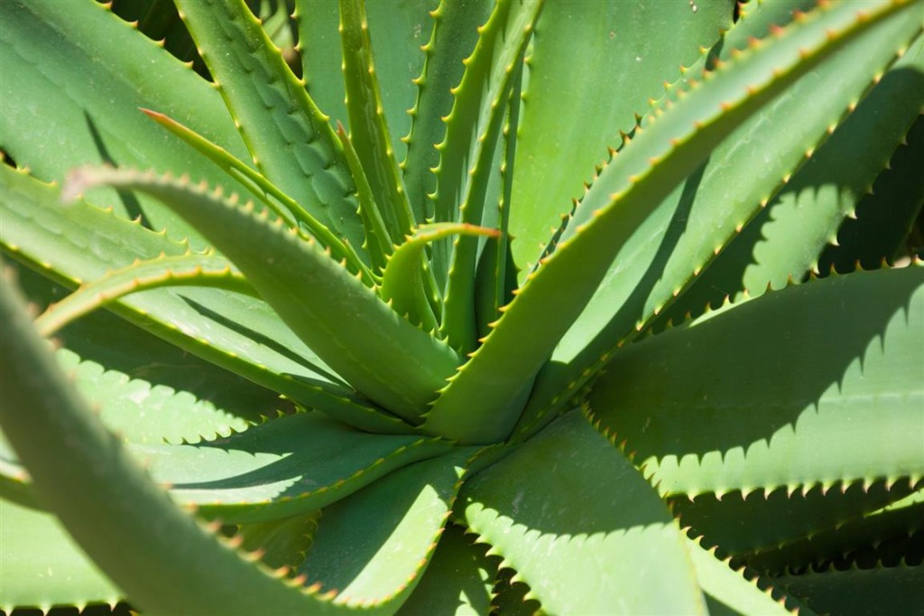 aloe-vera