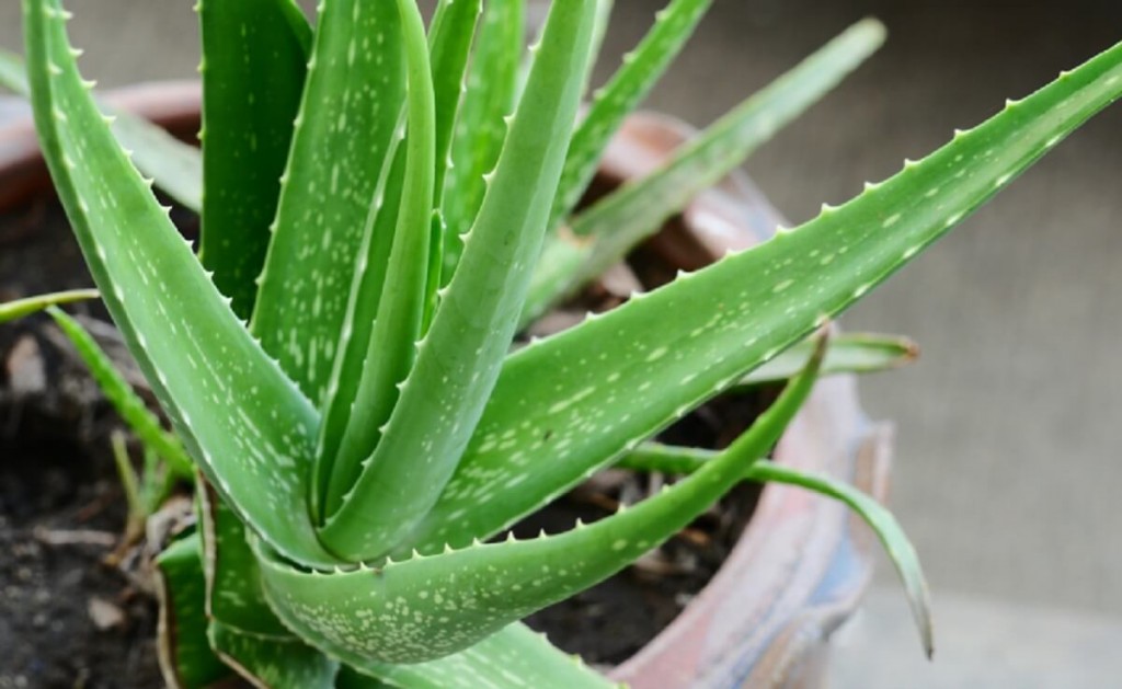 aloe vera