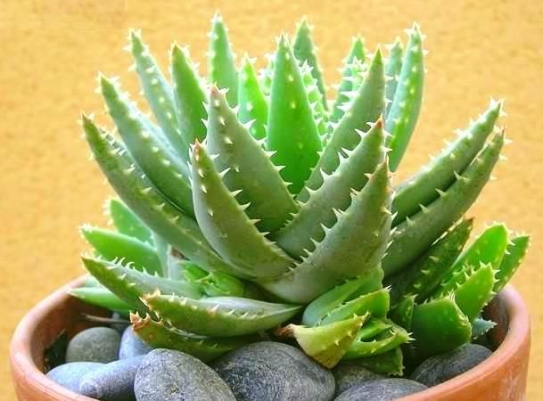 aloe2-min