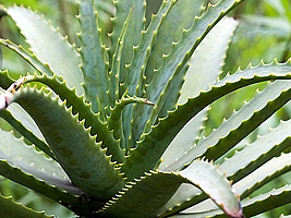 aloe_arborescens