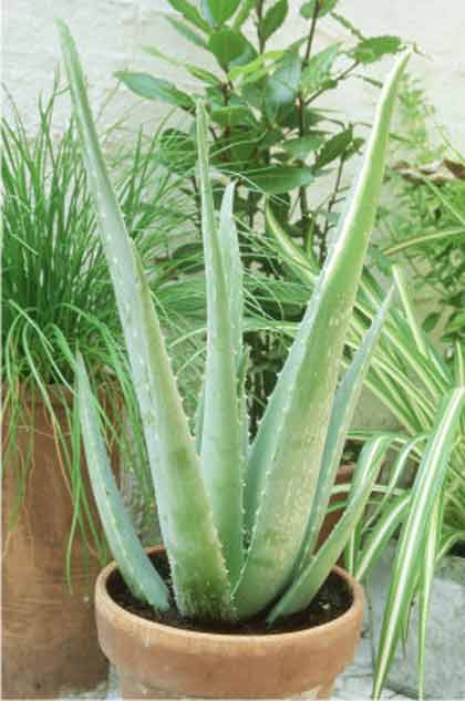 aloe_vera