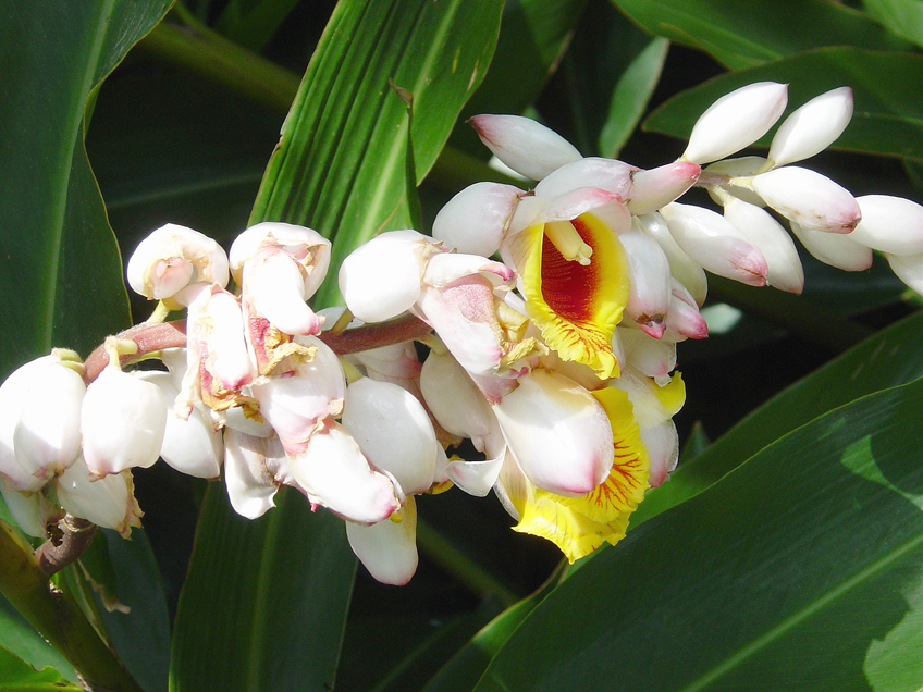 alpinia-zerumbet-40423