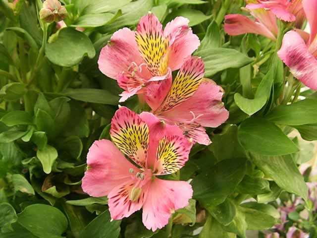 alstroemeria