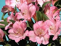 alstroemeria_hybrida