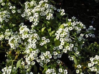 alyssum maritimum