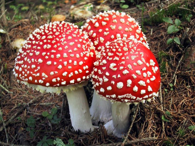 amanita_muscaria_red