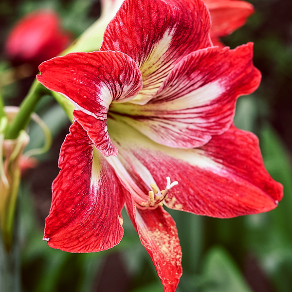 amaryllis