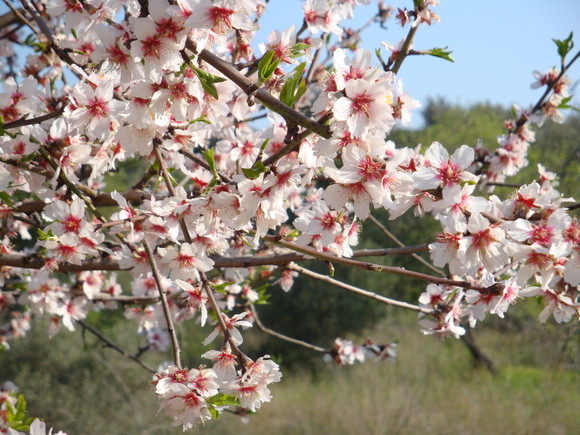 flores de amendoeira