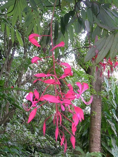 amherstia nobilis