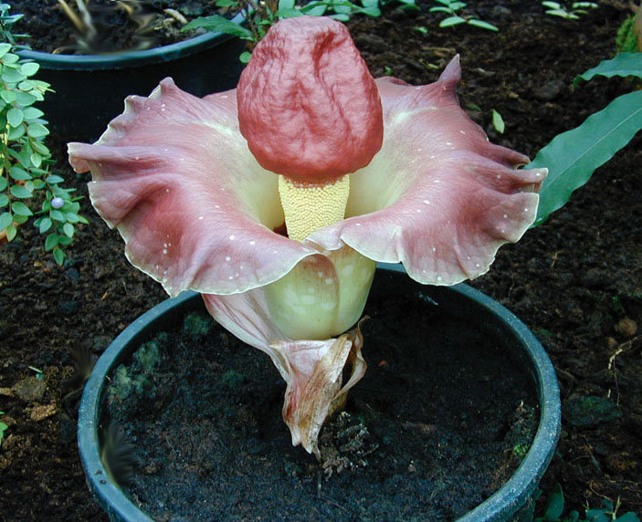 amorphophallus-