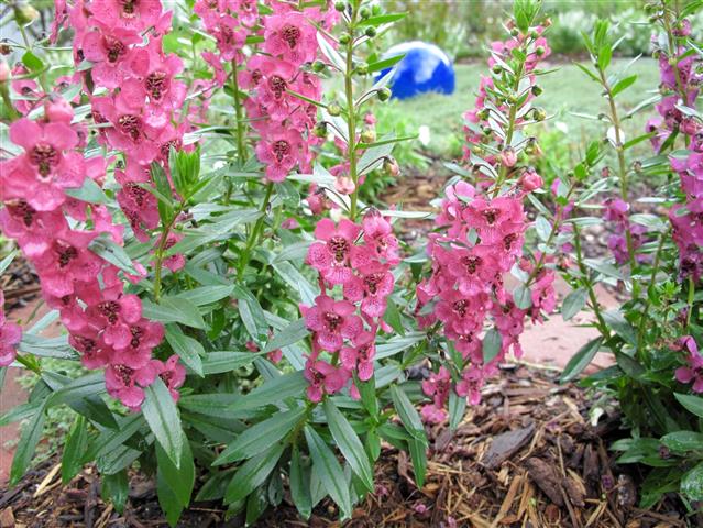 angelonia-