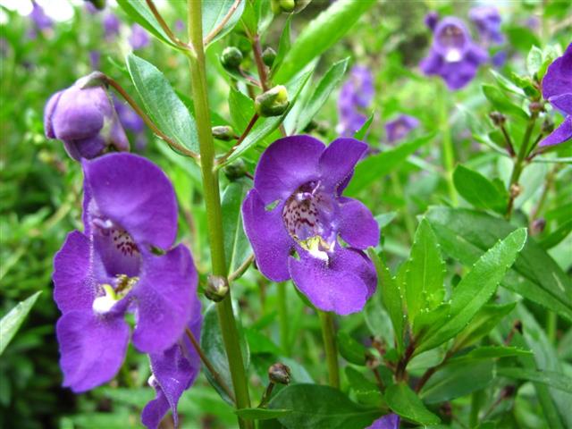 angelonia-angustifolia-2