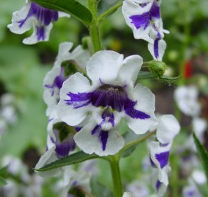 angelonia_angustifolia