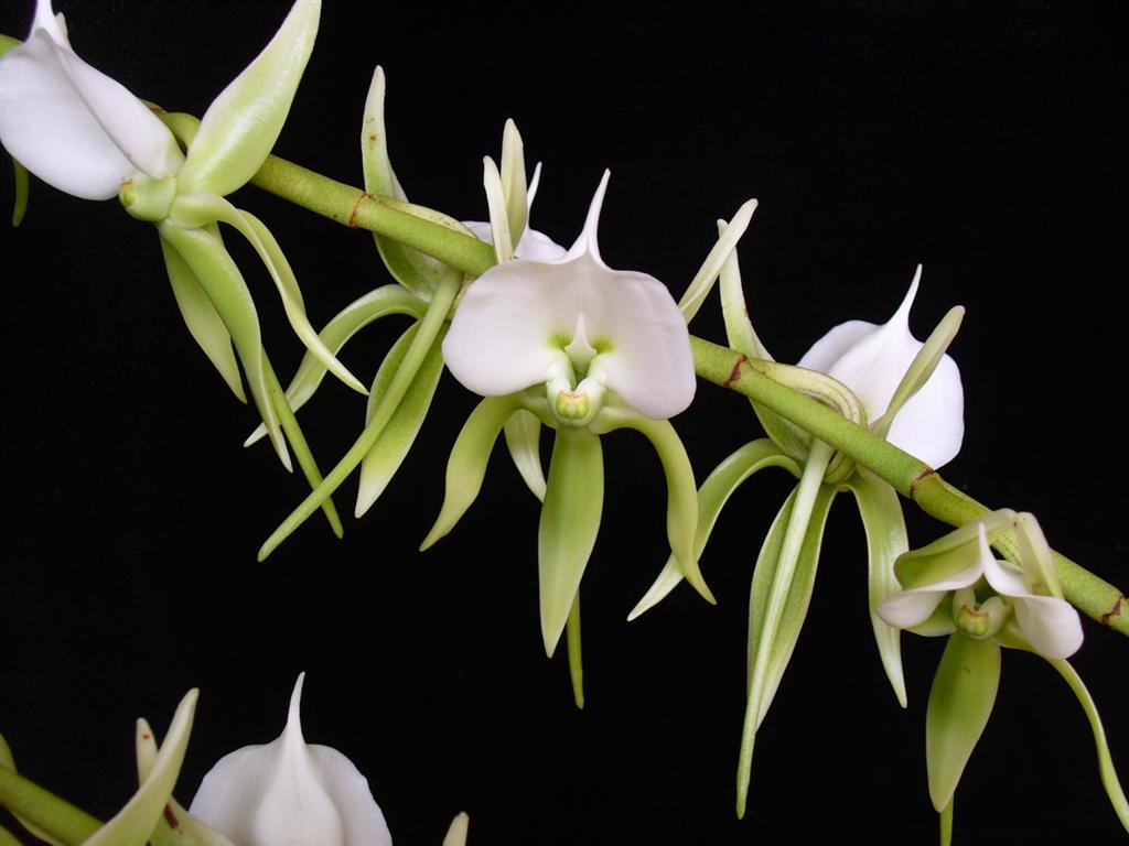 angraecum-eburneum