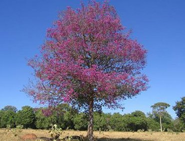 aniba rosaeodora ducke