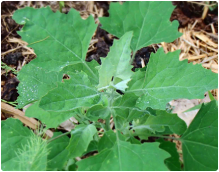 ansarinha (Chenopodium album)