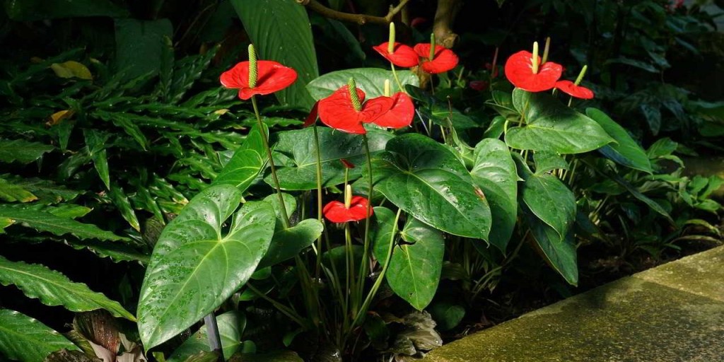 anthurium-canteiro