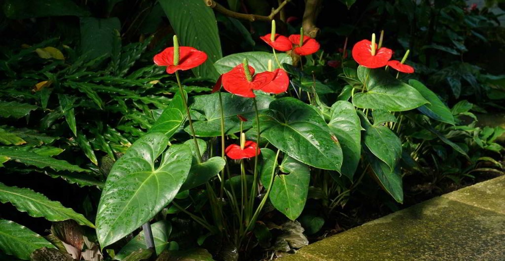 anthurium