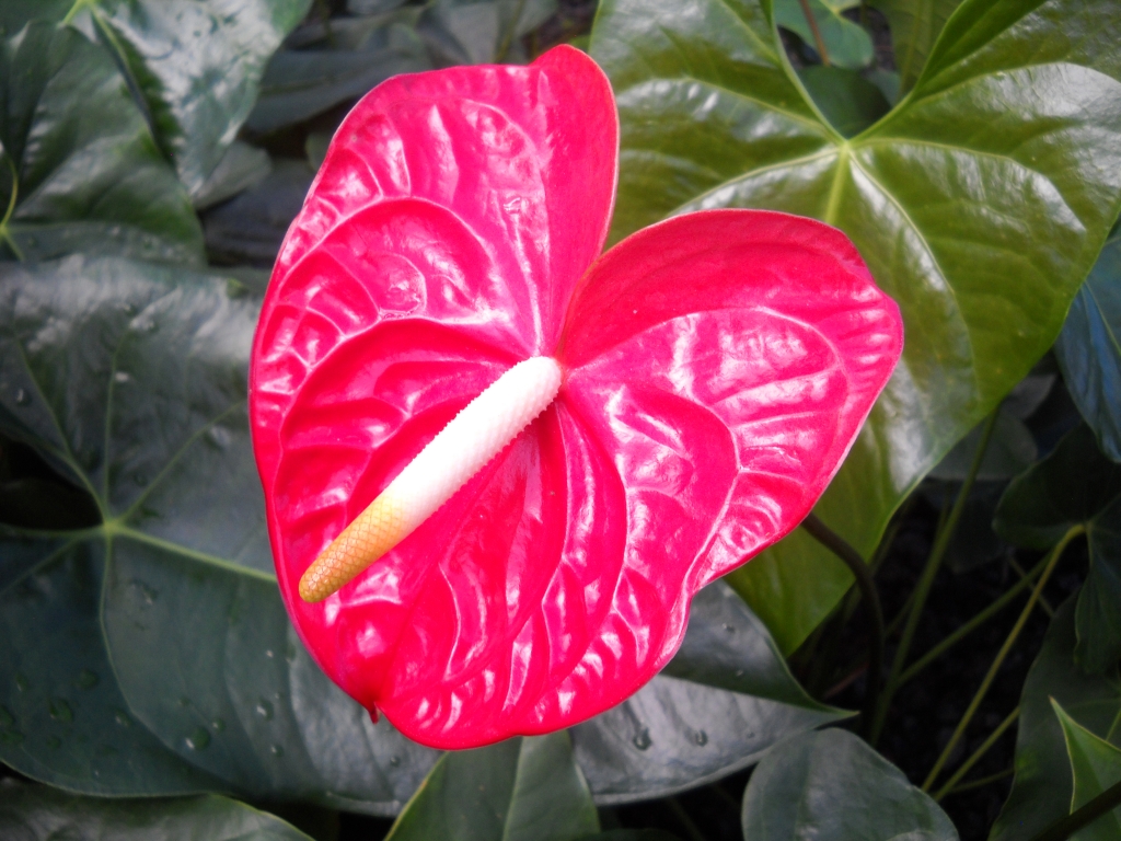 anthurium