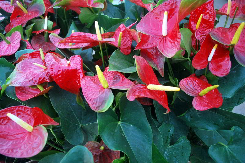 anthurium